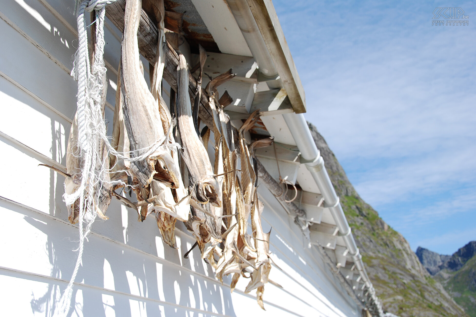 Hamnøy - Stockfish in harbor Stockfish, stockfish, stockfish, you really do find it everywhere. Stefan Cruysberghs